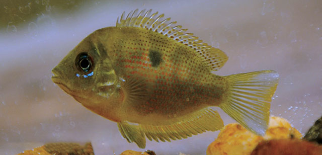 Pseudetroplus maculatus