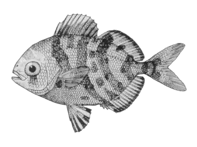 Psenes maculatus