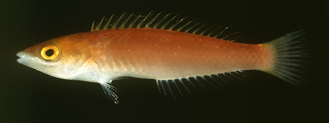 Pseudojuloides mesostigma