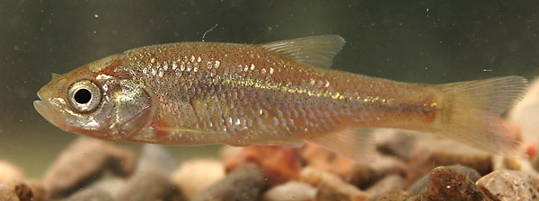 Pelasgus minutus