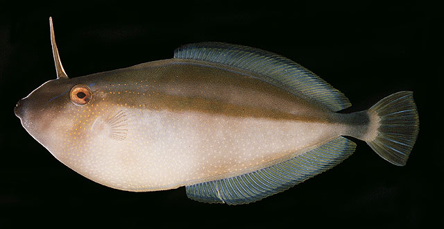 Pseudalutarius nasicornis