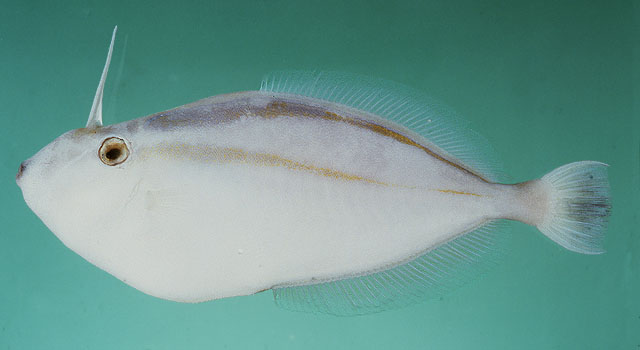 Pseudalutarius nasicornis