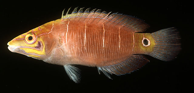 Pseudocheilinus ocellatus