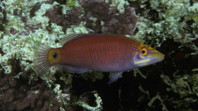 Pseudocheilinus ocellatus