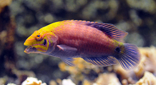 Pseudocheilinus ocellatus