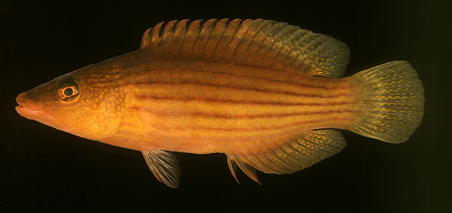 Pseudocheilinus octotaenia