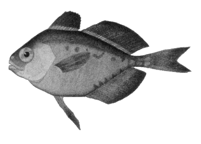 Psenes pellucidus