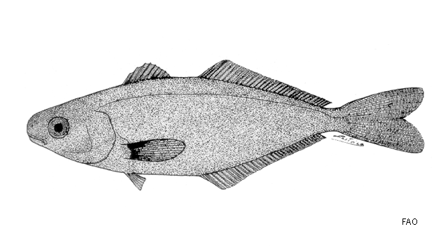 Psenes pellucidus