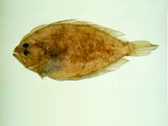 Pseudorhombus pentophthalmus