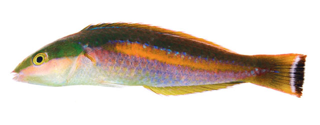 Pseudojuloides polackorum