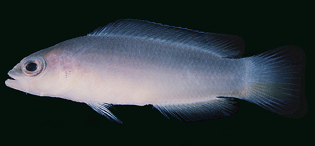 Pseudochromis ransonneti