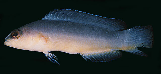 Pseudochromis ransonneti