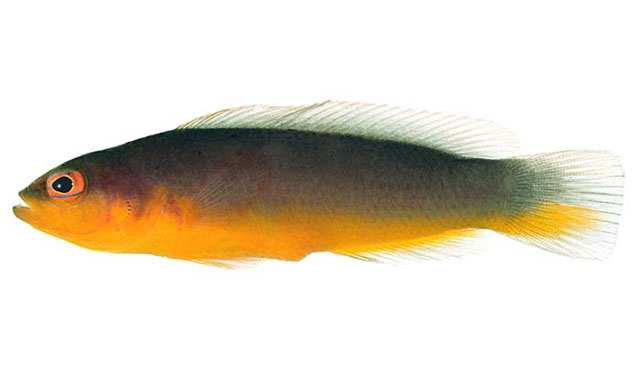 Pseudochromis ransonneti