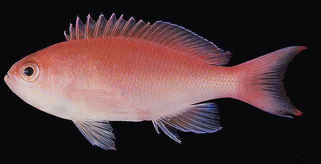 Pseudanthias rubrizonatus