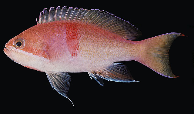 Pseudanthias rubrizonatus