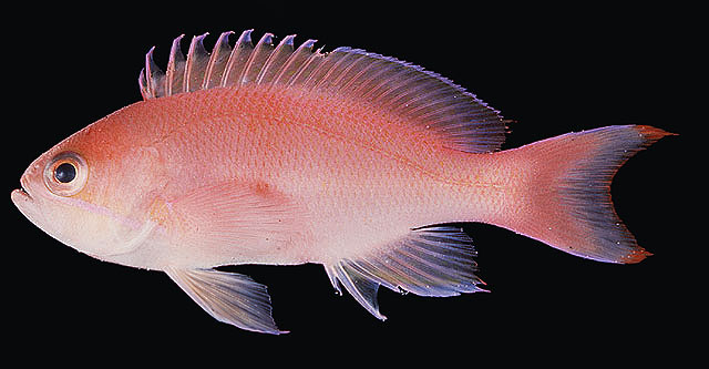 Pseudanthias rubrizonatus