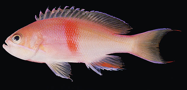 Pseudanthias rubrizonatus