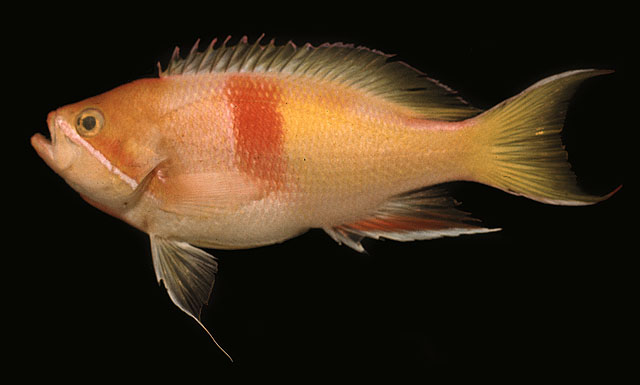 Pseudanthias rubrizonatus