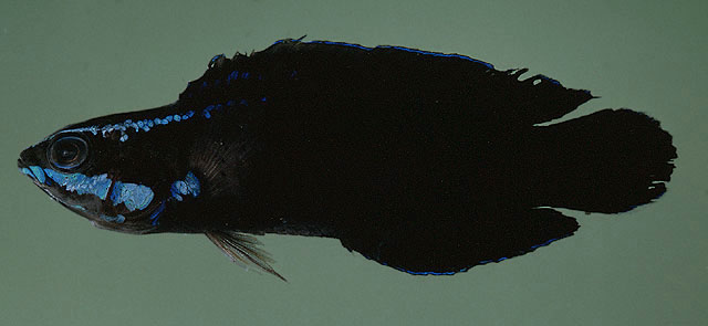 Pseudochromis springeri