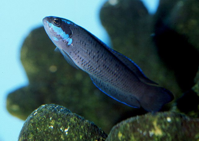 Pseudochromis springeri