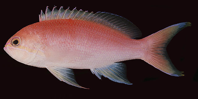 Pseudanthias venator