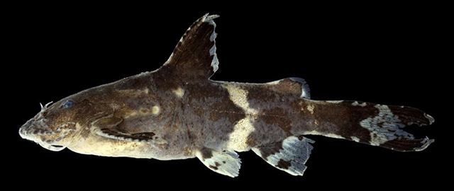 Pseudolaguvia viriosa