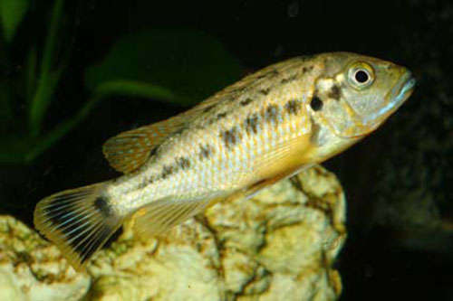 Pseudotropheus williamsi