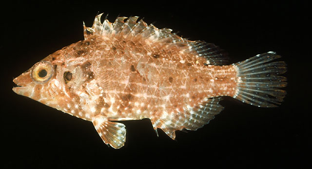 Pteragogus cryptus