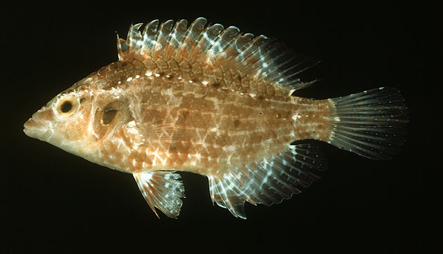 Pteragogus cryptus