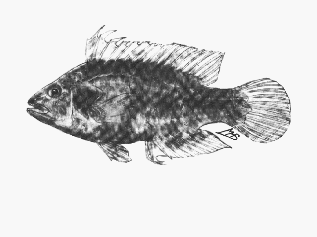 Pteragogus flagellifer