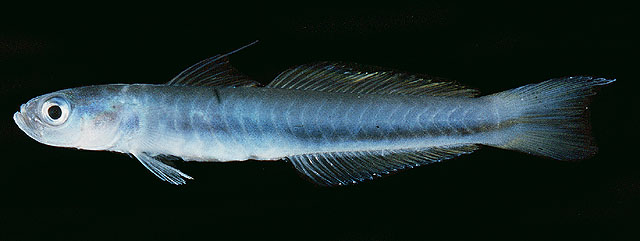 Ptereleotris hanae