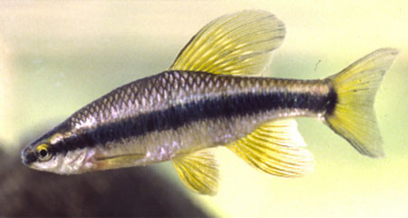 Pteronotropis hubbsi