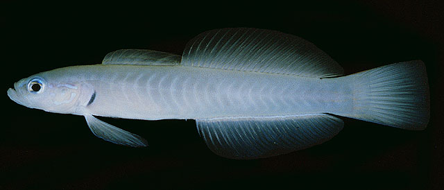 Ptereleotris microlepis