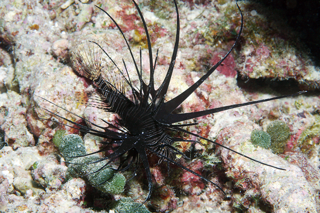 Pterois miles