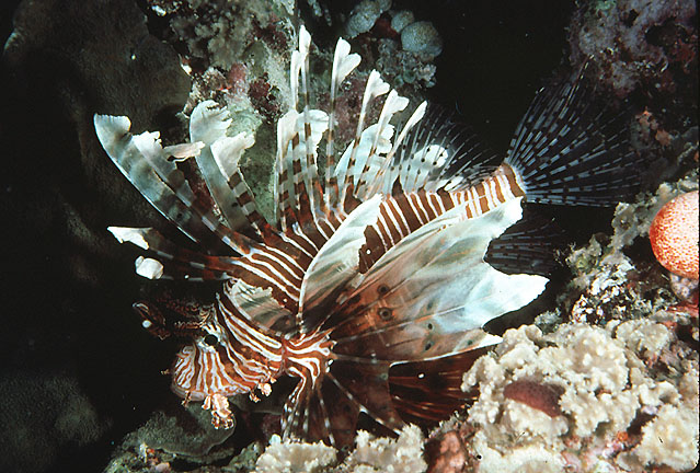 Pterois miles