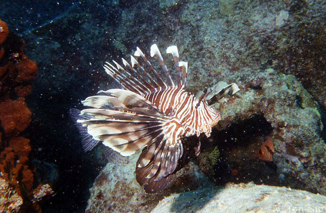 Pterois miles