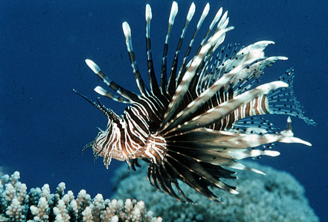 Pterois miles