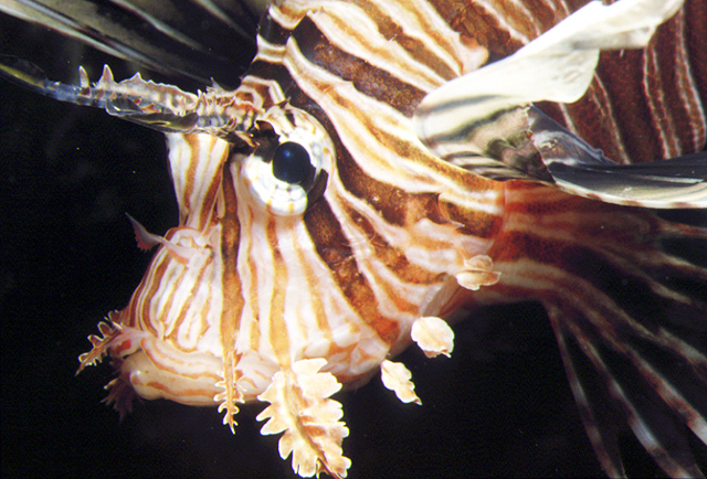 Pterois miles