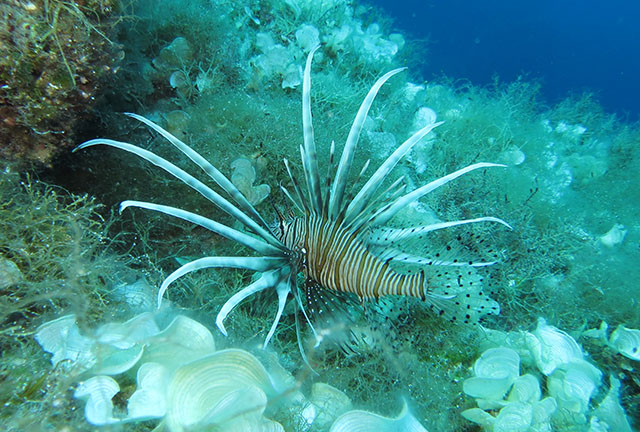 Pterois miles