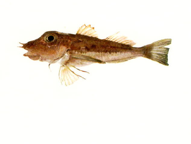 Pterygotrigla ryukyuensis