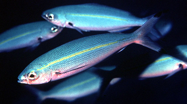 Pterocaesio tessellata