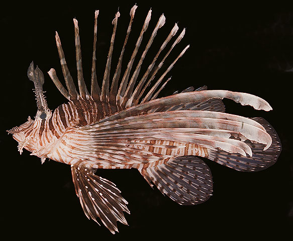 Pterois volitans