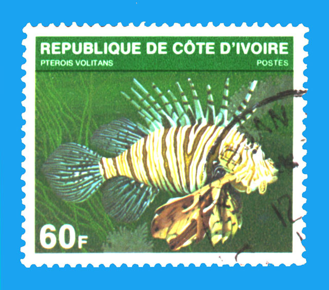 Pterois volitans