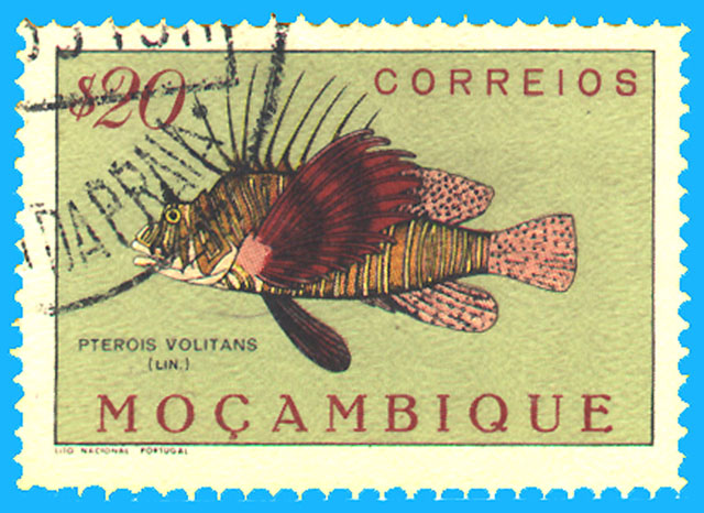 Pterois volitans