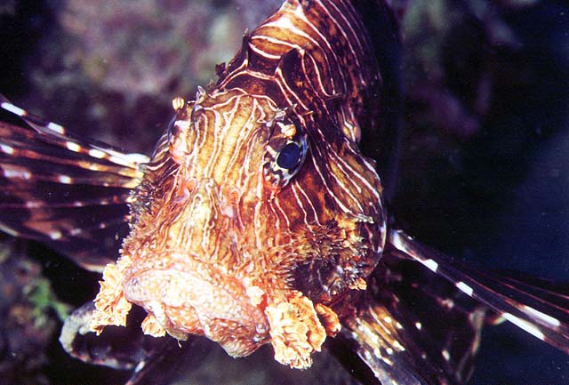 Pterois miles