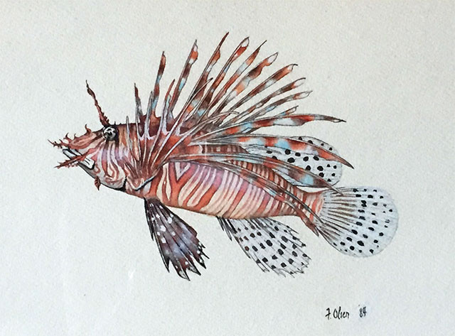 Pterois volitans