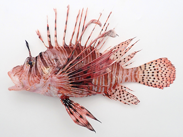 Pterois volitans