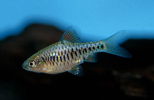 Oliotius oligolepis