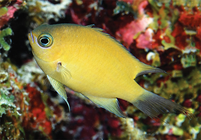 Pycnochromis agilis