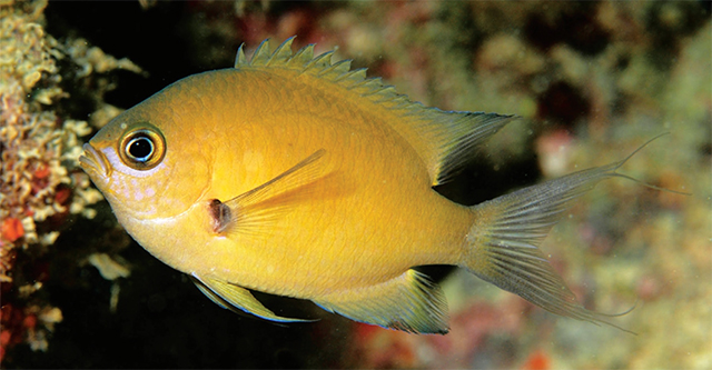 Pycnochromis agilis